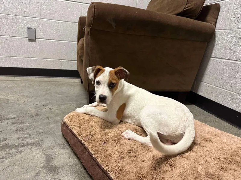 A young medium-sized female Pit Bull Terrier dog named Nona for adoption in North Myrtle Beach, SC