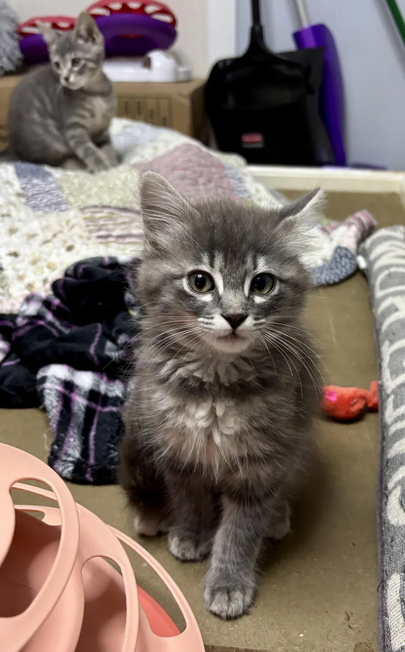 A baby medium-sized female Domestic Medium Hair cat named Cairo for adoption in Vineyard Haven, MA