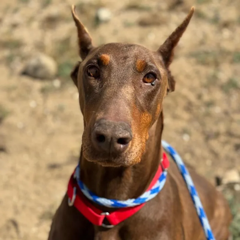 A senior large-sized male Brown / Chocolate Doberman Pinscher dog named Dude for adoption in Santa Barbara, CA