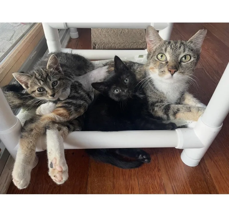 A baby medium-sized female Domestic Short Hair cat named Peaches Willow Grove for adoption in Greenville, DE