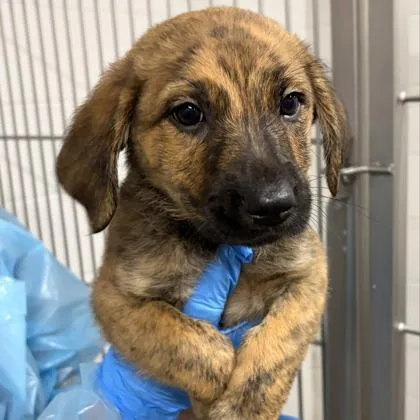 A young large-sized female Shepherd dog named Crisp for adoption in Kansas City, MO