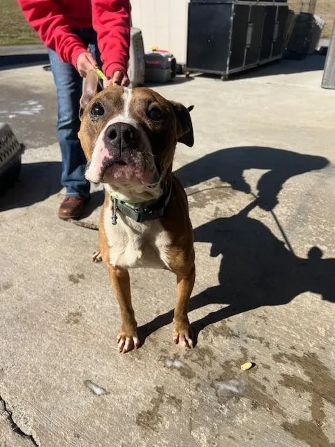 An adult medium-sized male Mixed Breed dog named Talley for adoption in Chickamauga , GA