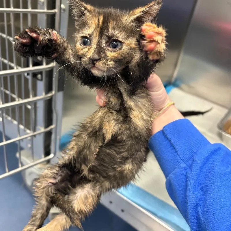 A baby small-sized female Tortoiseshell Domestic Short Hair cat named Space Mountain for adoption in Greensboro, NC