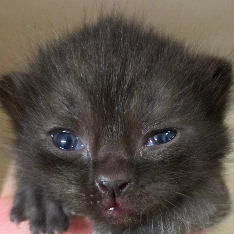 A baby small-sized male Black Domestic Short Hair cat named Edwin for adoption in Zanesville, OH