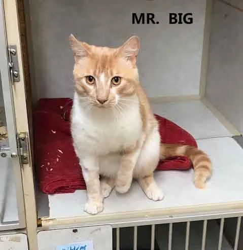 A young medium-sized male Orange & White Domestic Short Hair cat named Mr. Big for adoption in Washington, GA