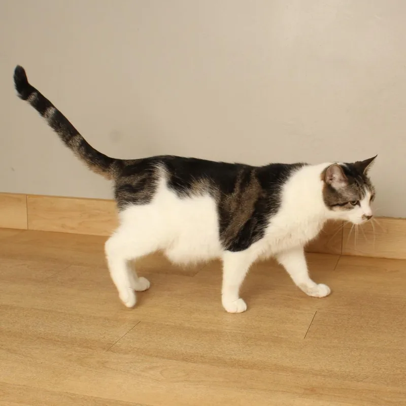 A senior large-sized male Domestic Short Hair cat named Greyson C for adoption in Minnetonka, MN