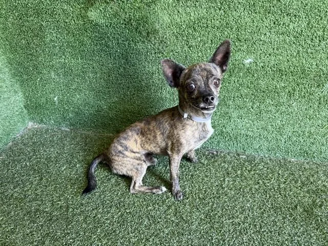 An adult medium-sized male Chihuahua dog named Tigrillo for adoption in Lancaster, CA
