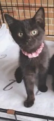 A baby medium-sized female Domestic Short Hair cat named Karma for adoption in Muskegon, MI