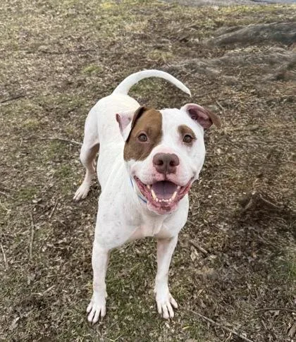 A senior large-sized male Pit Bull Terrier dog named Clue for adoption in Knoxville, TN