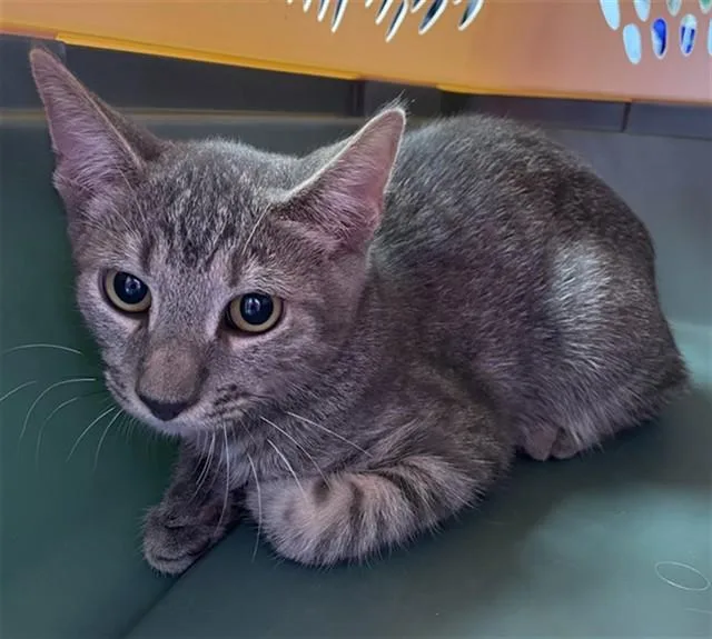 A baby small-sized male Domestic Short Hair cat named Spencer for adoption in Killeen, TX