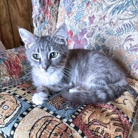 A baby medium-sized male Tabby cat named Whisper for adoption in Rutherfordton, NC