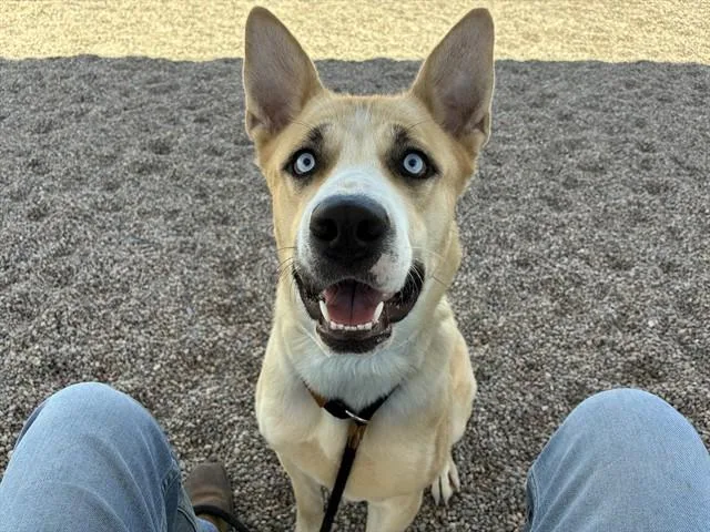 A young large-sized female Siberian Husky dog named Viola for adoption in Mesa, AZ