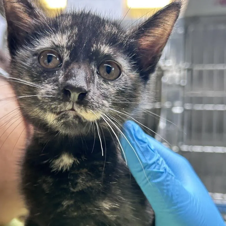 A baby small-sized female Domestic Short Hair cat named Earl Grey for adoption in Baltimore, MD