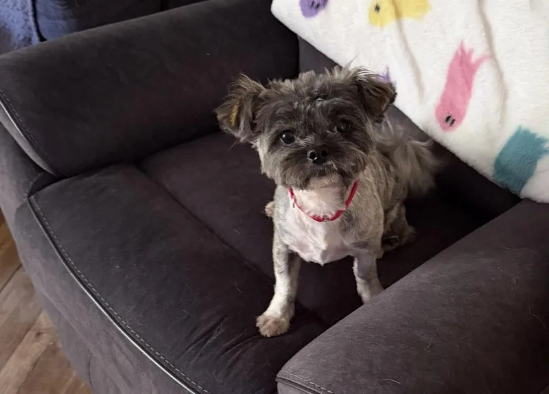 An adult small-sized female Shih Tzu dog named Alana for adoption in Plymouth, MI