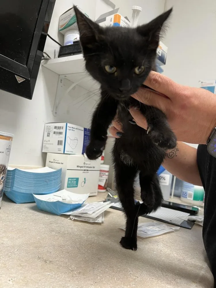 A young small-sized female Black Domestic Short Hair cat named Chloe for adoption in Ontario, CA