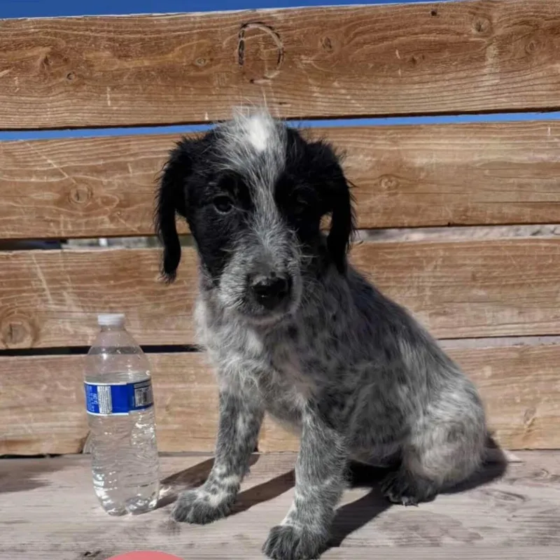 A baby medium-sized female Black Australian Cattle Dog / Blue Heeler dog named Rey for adoption in Las Vegas, NV