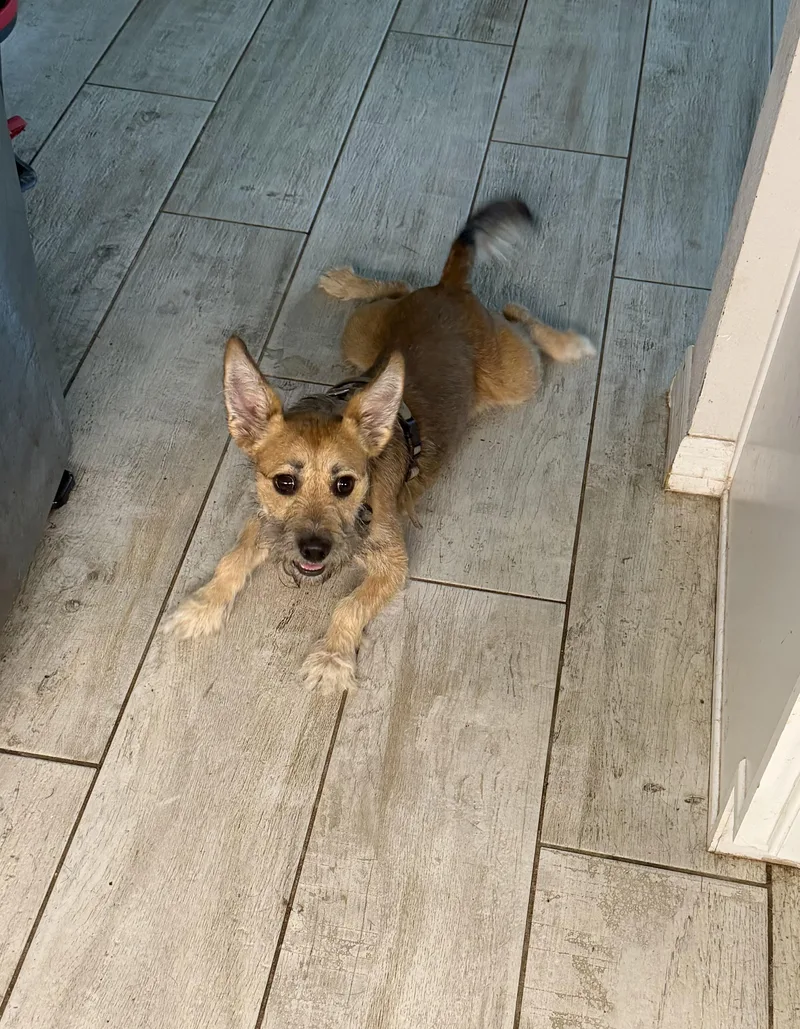 A young small-sized male Morkie dog named Maverick for adoption in Lutz, FL