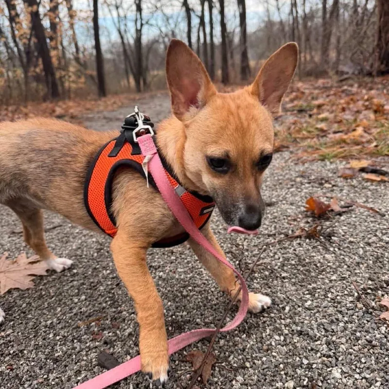 A young small-sized female Red / Chestnut / Orange Chihuahua dog named Meygan for adoption in Shawnee, KS