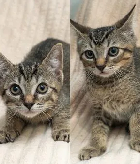 A baby small-sized female Tabby (Brown / Chocolate) Domestic Short Hair cat named Junebug & Jackpot for adoption in Encinitas, CA