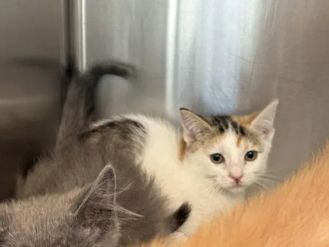 A baby small-sized female Domestic Short Hair cat named Ellen Bear for adoption in Colorado Springs, CO