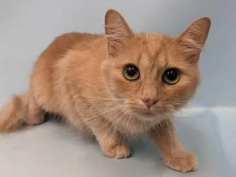 An adult small-sized female Domestic Medium Hair cat named Isi for adoption in Golden Valley, MN