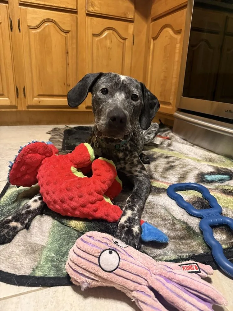 A baby medium-sized male Australian Cattle Dog / Blue Heeler dog named Shadow for adoption in Lakeland, FL