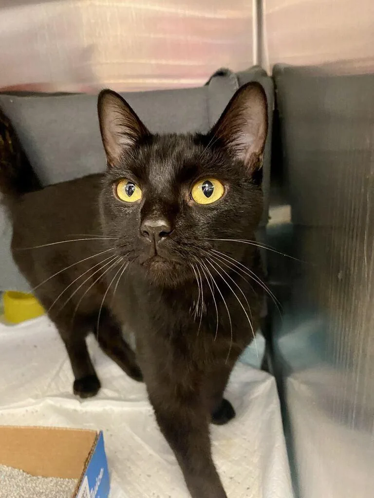 An adult medium-sized male Black Domestic Short Hair cat named Shady for adoption in Cincinnati, OH