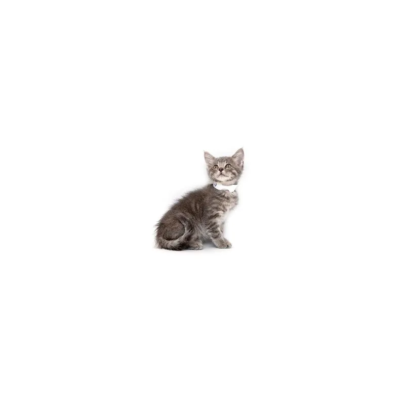 A baby small-sized male Gray / Blue / Silver Domestic Short Hair cat named Crisp for adoption in Playa Vista, CA