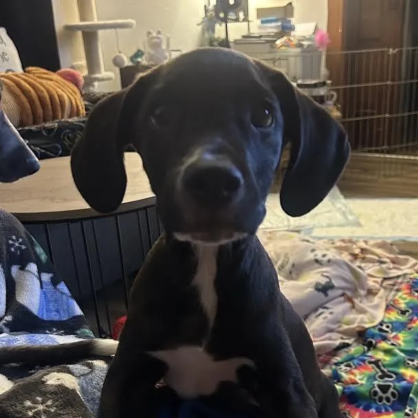 A baby medium-sized male Black Labrador Retriever dog named Mack for adoption in South Elgin, IL
