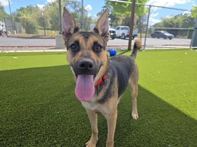 A young medium-sized female German Shepherd Dog dog named Ellie for adoption in Auburn, CA