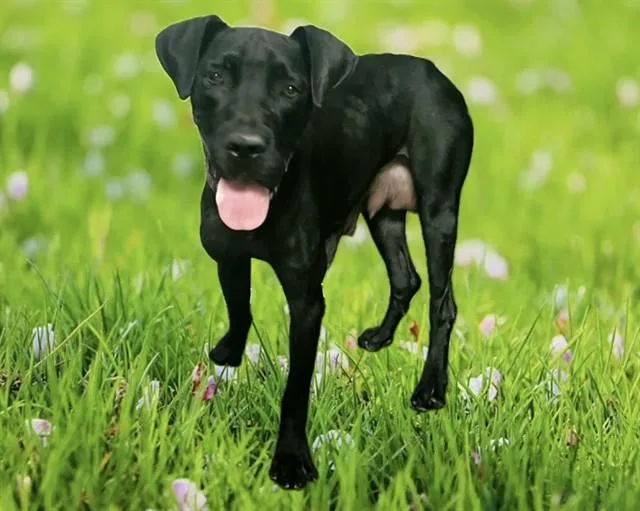 An adult medium-sized female Cane Corso dog named Willow for adoption in Lancaster, CA