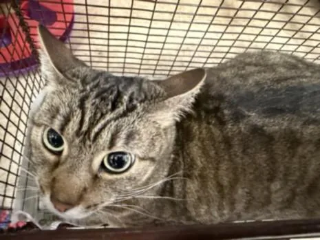 An adult small-sized female Domestic Medium Hair cat named Koko for adoption in San Pedro, CA