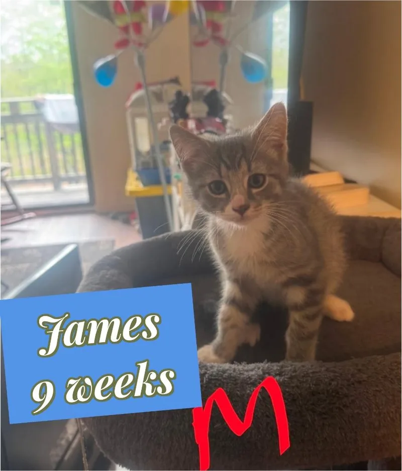 A baby small-sized male Domestic Short Hair cat named James for adoption in LIberty, NY