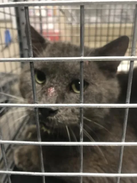 An adult large-sized male Domestic Medium Hair cat named A for adoption in Conroe, TX