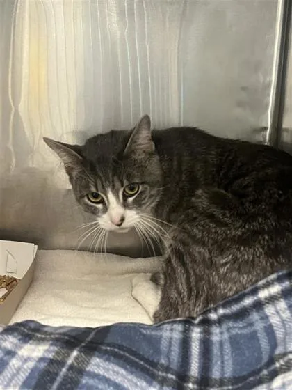 An adult small-sized male Gray / Blue / Silver Domestic Short Hair cat named Chowder for adoption in El Paso, TX
