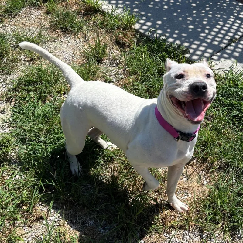 An adult small-sized female White / Cream Pit Bull Terrier dog named Freyja for adoption in Falmouth, KY