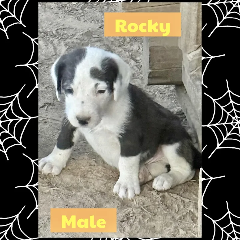 A baby medium-sized male Terrier dog named Rocky for adoption in Manchester, CT