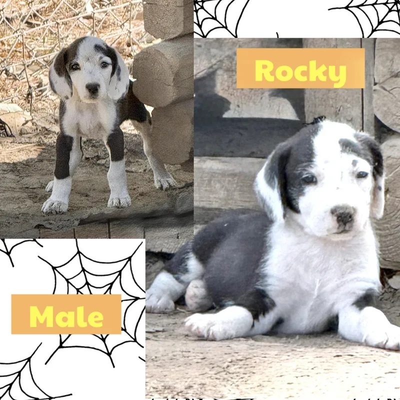 Rocky thumbnail 2