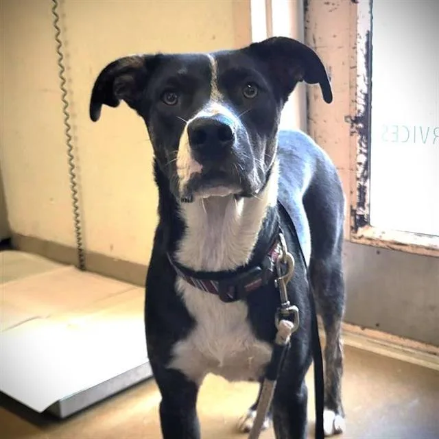 A young medium-sized female Shepherd dog named Phoebe for adoption in San Antonio, TX