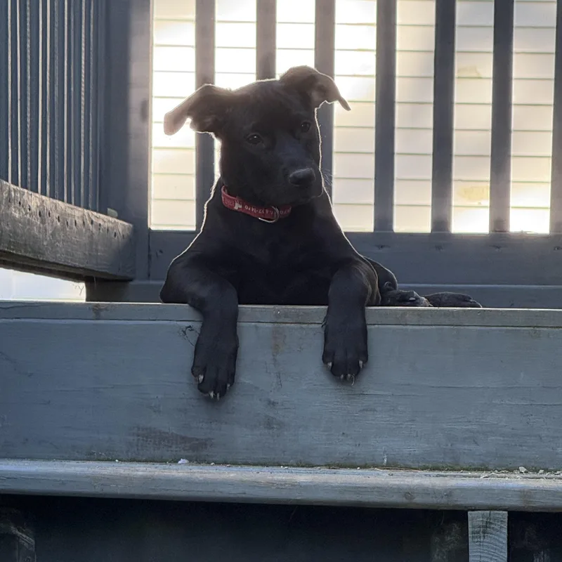 A baby large-sized male Labrador Retriever dog named Colt for adoption in Indianapolis, IN