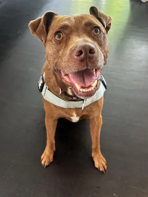 An adult medium-sized female Mixed Breed dog named Deja for adoption in Charlotte, NC