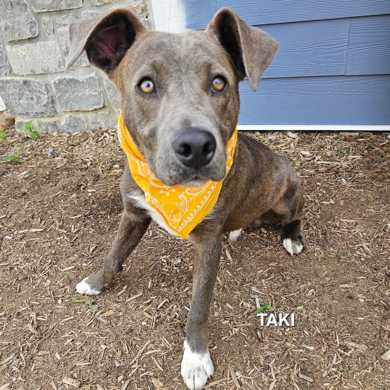 An adult medium-sized male Brindle Shepherd dog named Taki for adoption in Madisonville, TN