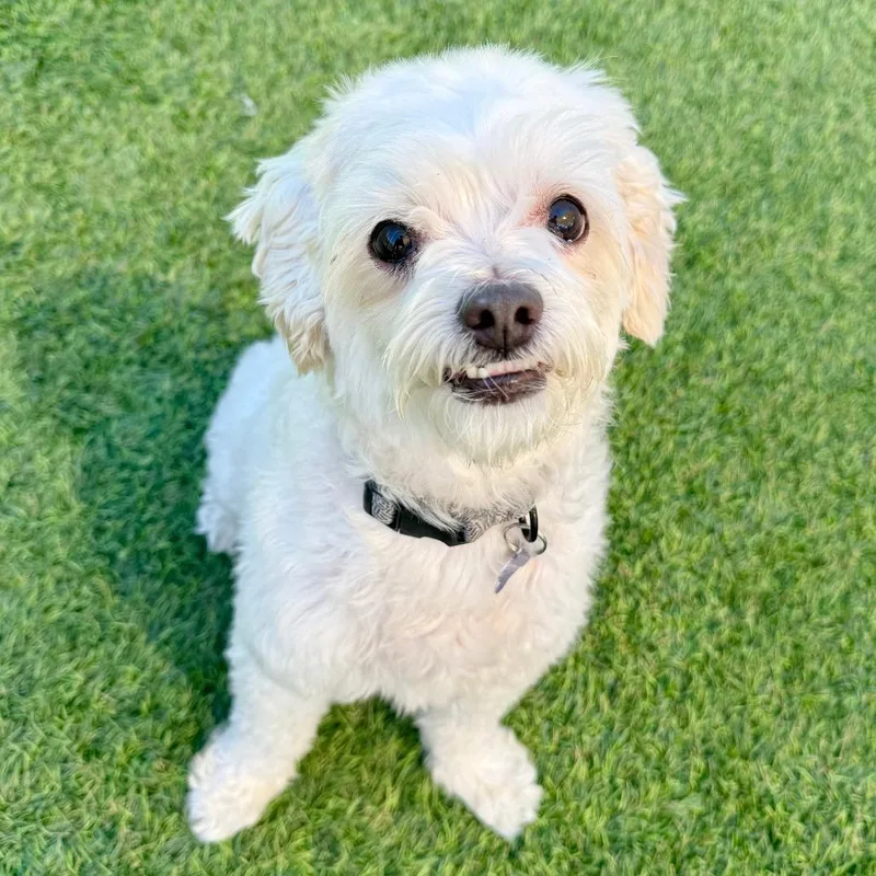 A senior small-sized male White / Cream Poodle dog named Lucky for adoption in Agoura Hills, CA