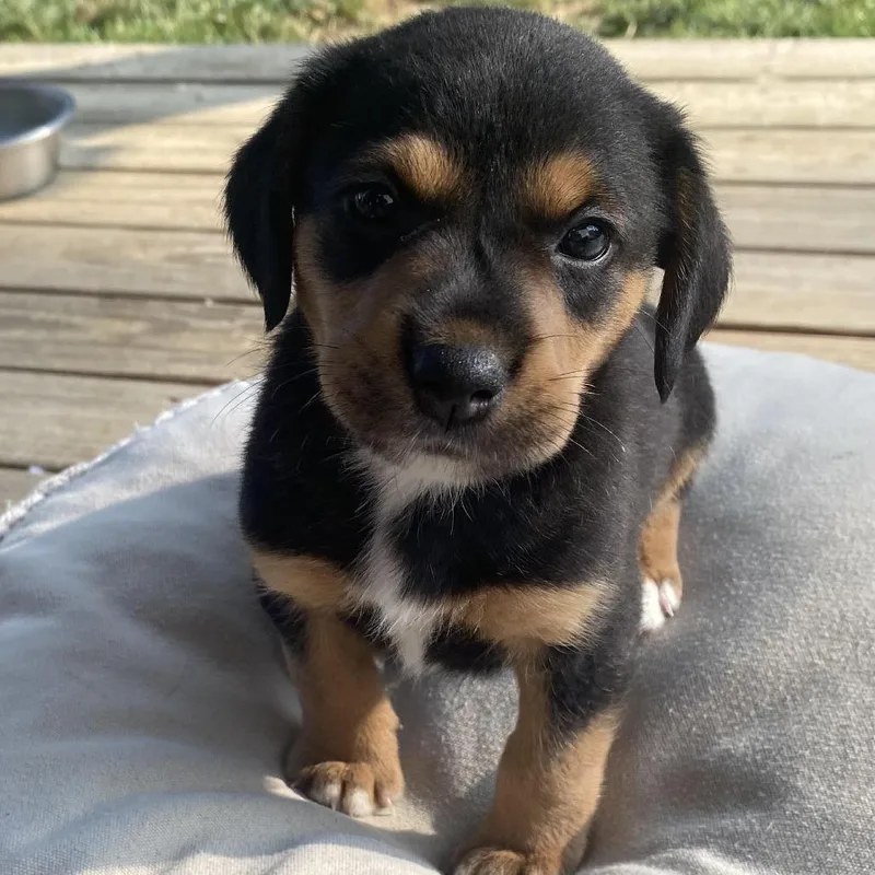A baby medium-sized male White / Cream Hound dog named Otis for adoption in Fairfax Station, VA