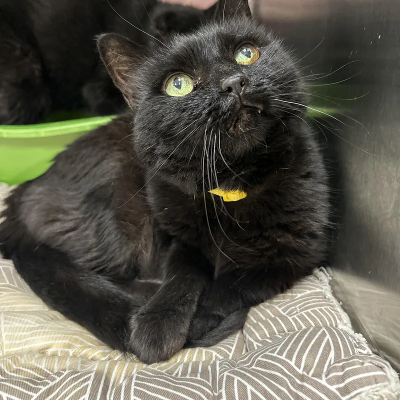A senior medium-sized male Black Domestic Short Hair cat named Luna & Loki for adoption in La Grange Park, IL