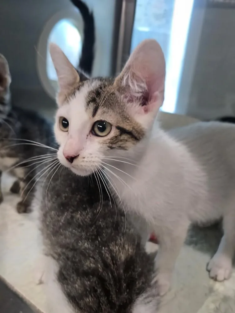 A baby small-sized female Domestic Short Hair cat named Avocado Toast for adoption in Wellington, KS