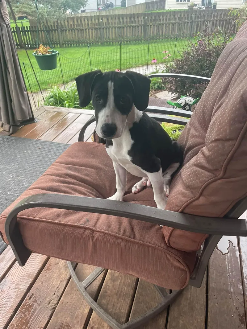 A baby medium-sized male Beagle dog named Sheldon for adoption in Crystal Lake, IL