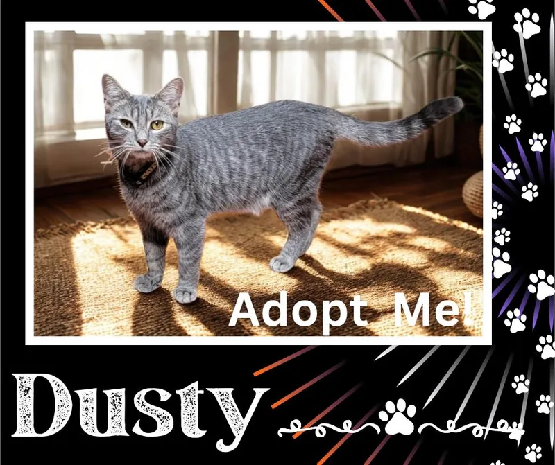 Dusty