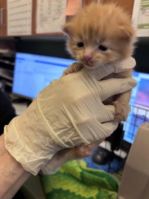 A baby small-sized male Domestic Short Hair cat named Tangerine for adoption in West Valley City, UT