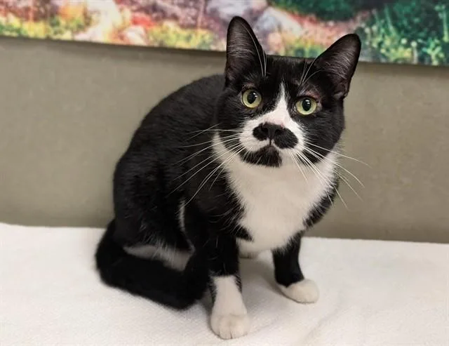 An adult large-sized female Domestic Short Hair cat named A for adoption in Moreno Valley, CA